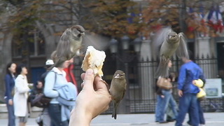 Oiseaux sur le parvis de Notre Dame de Paris