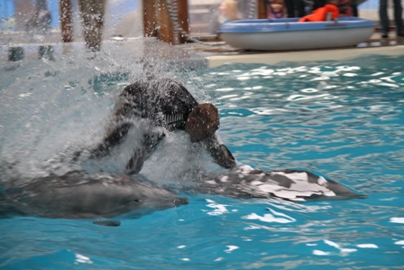 Spectacle des dauphins  Cony-Land