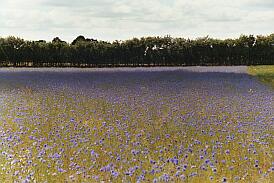 Champ de Bluets