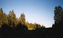 Vue sur les sapins