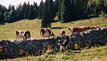 Pturage et vaches